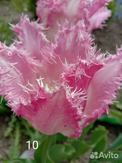 Луковицы тюльпанов