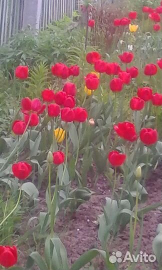 Луковицы тюльпанов