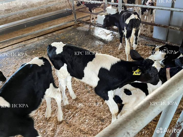 Телята крс, бычки
