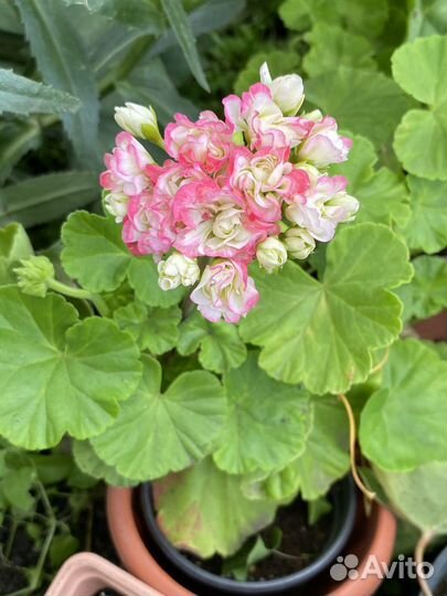 Пеларгония