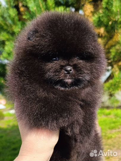 Померанский шпиц