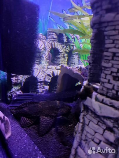 Рыбки и аквариумы