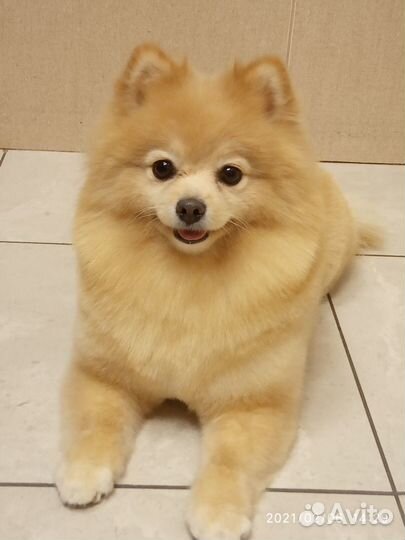 Обрезка когтей.Стрижка собак и кошек. Тримминг