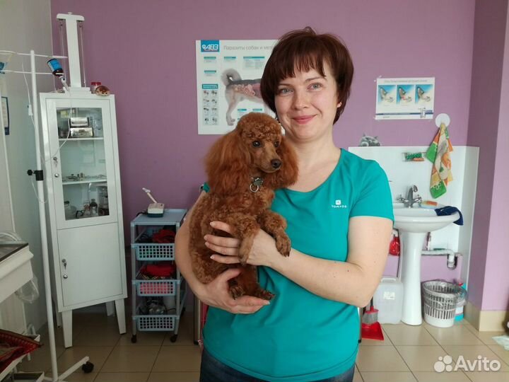 Кинолог, дрессировка собак, зоопсихолог