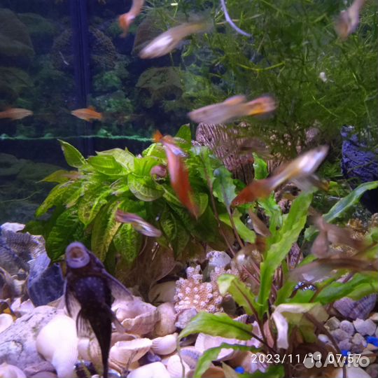 Аквариумные рыбки