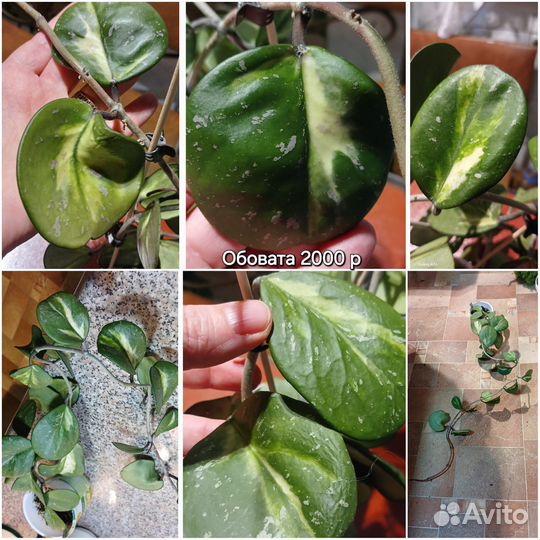 Хойя Каудата сильвер сплеш