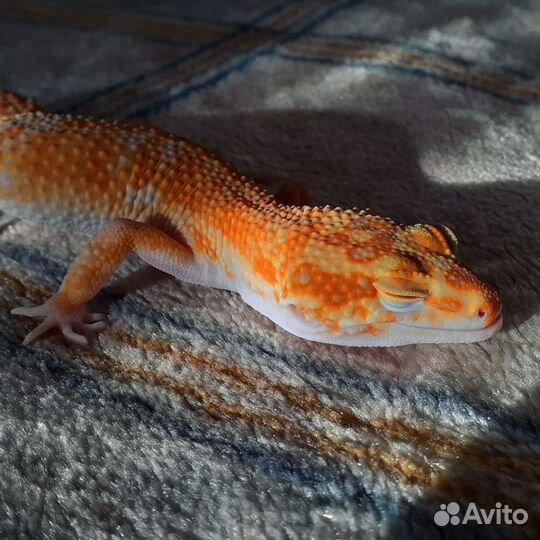 Передержка