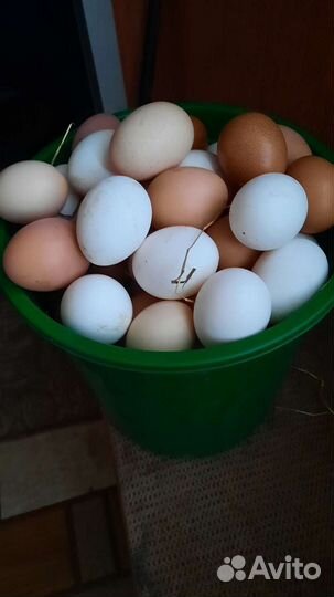 Домашние куриные яйца
