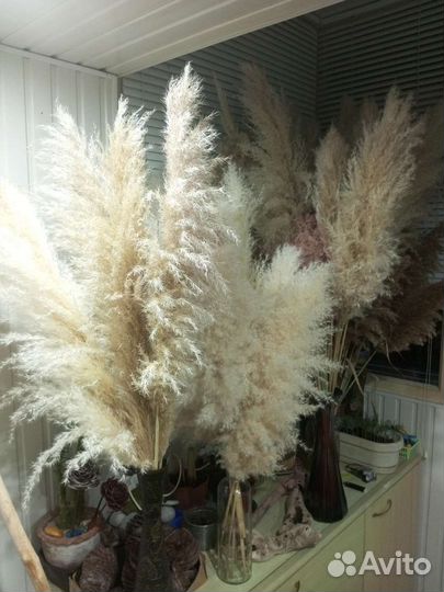 Пампасная трава