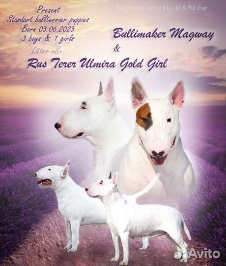 Щенок стандартного бультерьера