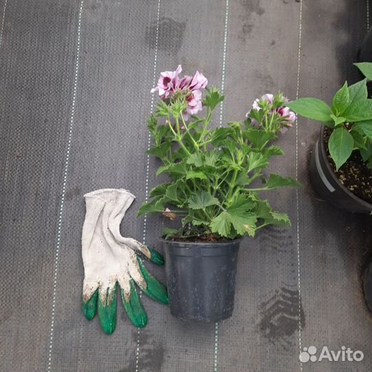 Королевская пеларгония