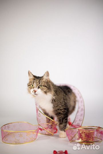 Кошечка Шишуля