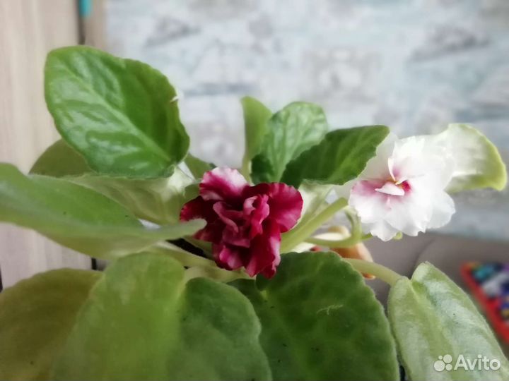 Сортовые фиалки листики на срез