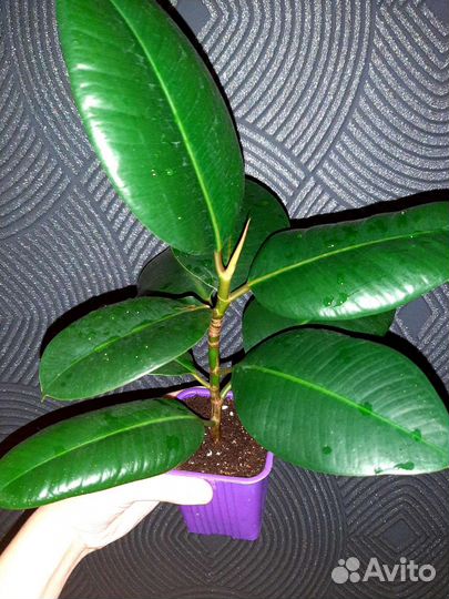 Фикус каучуконосный