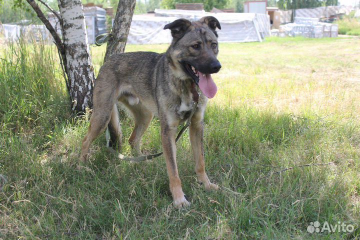 Собака в добрые руки, Тэдди