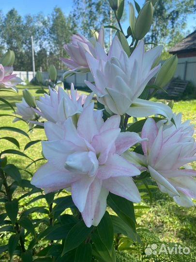 Лилии из Европы