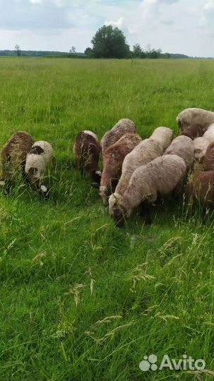 Овцы бараны ягнята