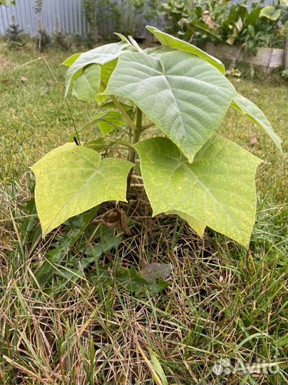 Саженцы павловнии