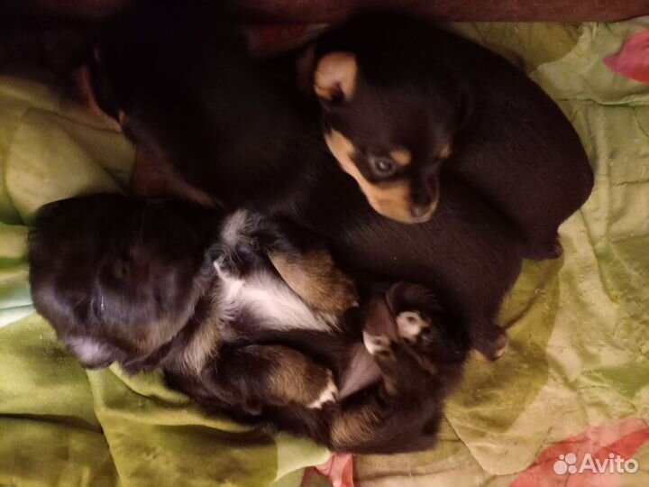 Домашние животные