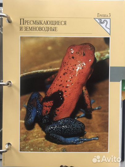 Энциклопедия для детей