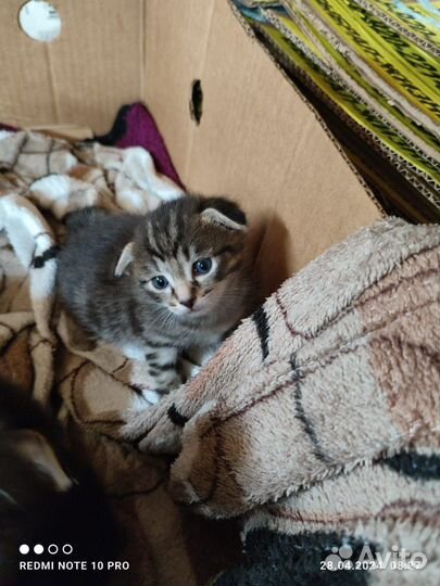 Отдам котят в добрые руки