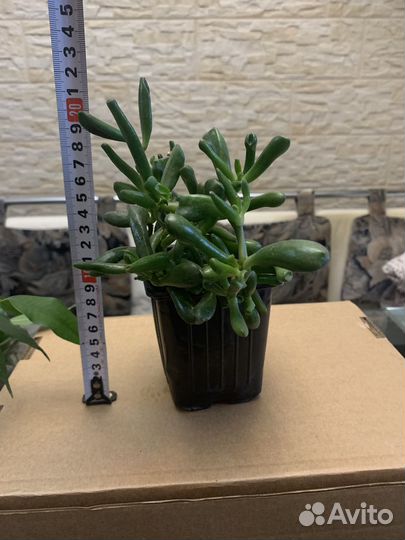 Комнатные растения