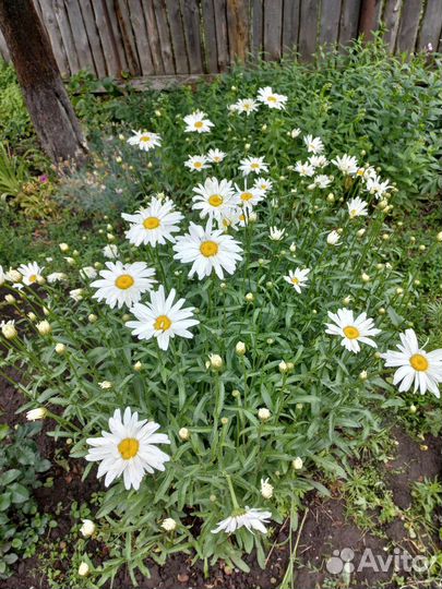 Ромашка садовая белая