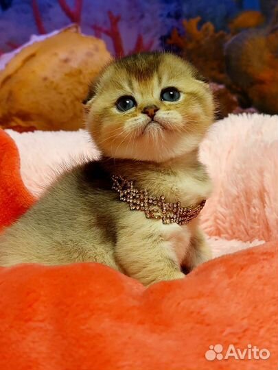 Шотландский шик. Котята. Вязка