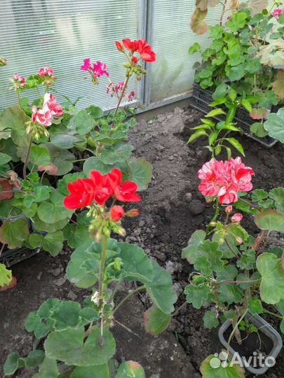 Пеларгония герань