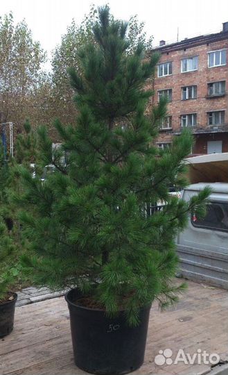 Саженцы кедра от производителя экстра класс