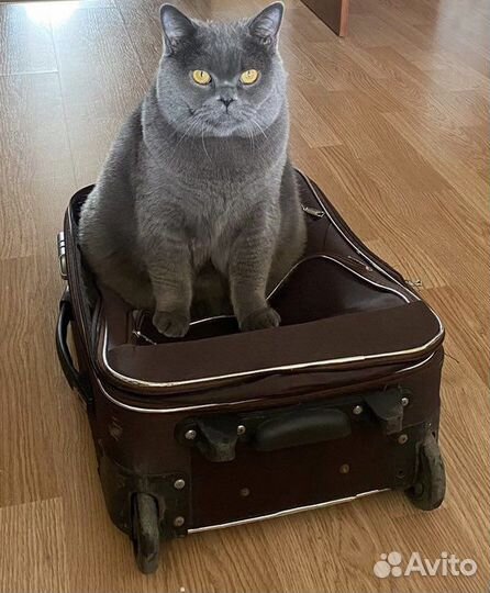 Передержка кошек