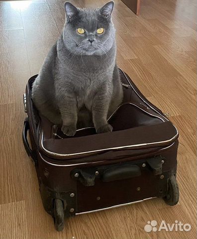 Передержка кошек