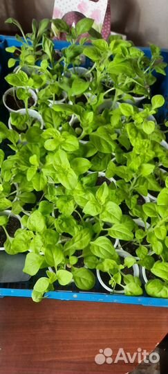 Цветы петунии рассада