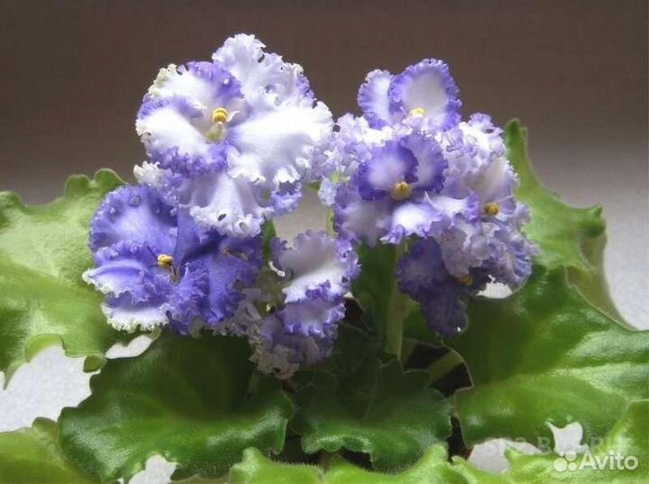 Листья фиалки