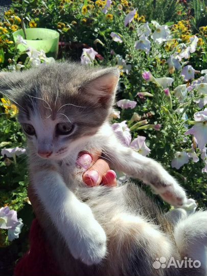 Котята бесплатно 1 месяц