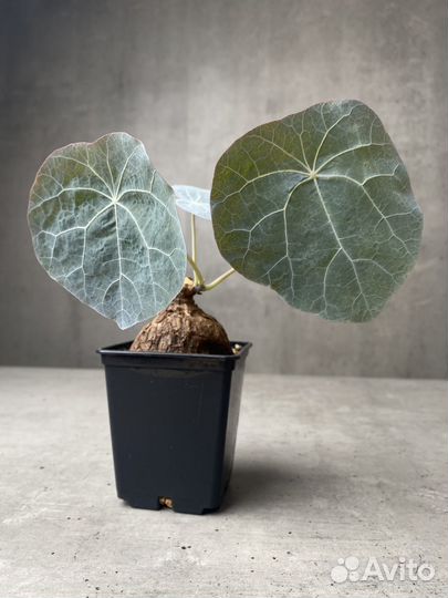 Stephania kaweesakii (nova)