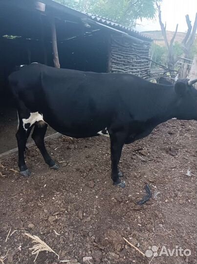 Продается молодая телка