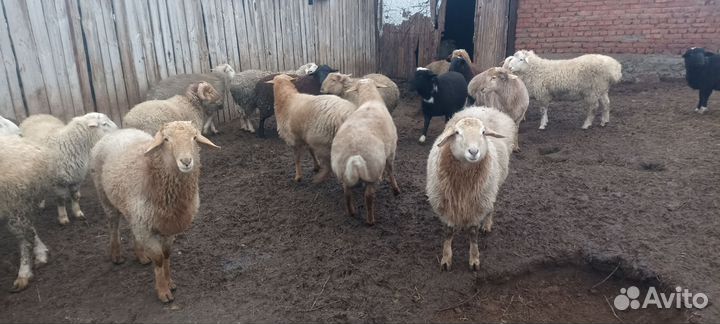 Ягнята баранчики