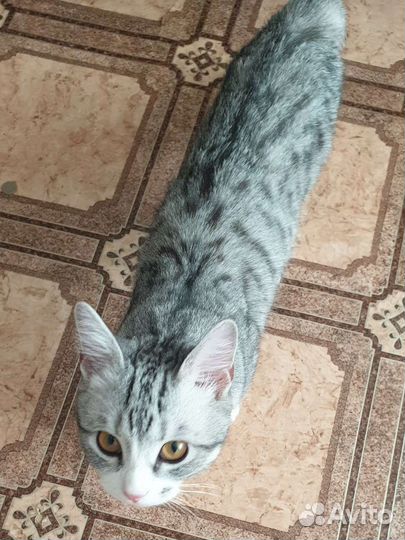 Котик в добрые руки