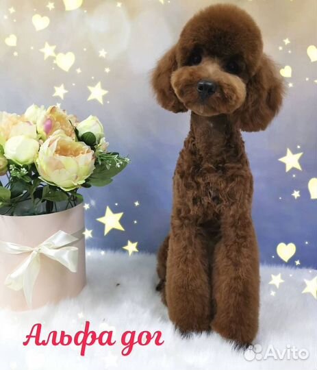 Качественная стрижка кошек и собак всех пород