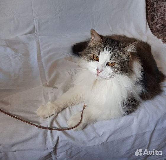 Пушистый осиротевший кот в добрые руки