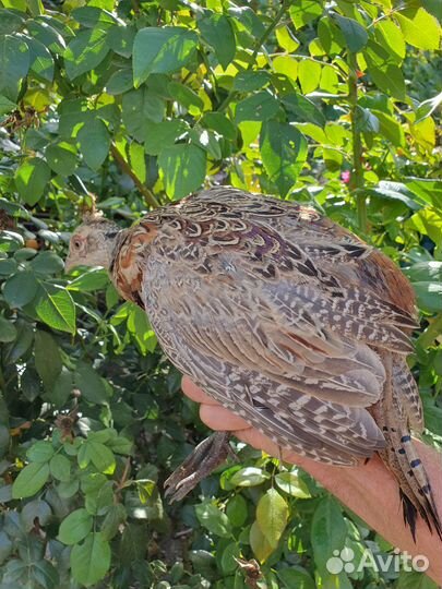 Самка фазана