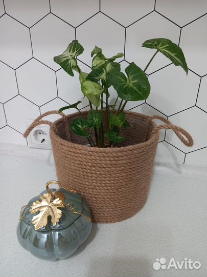 Сингониум пикси1