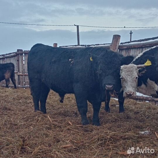 Продажа быков на племя и на мясо
