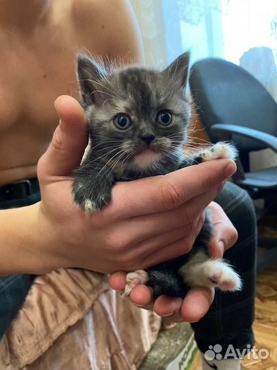Котята в дар