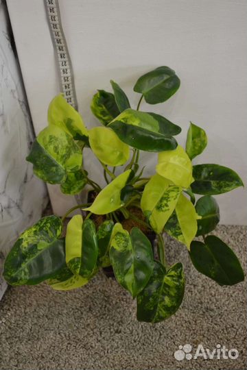 Филодендрон Бурле Маркс Вариегатный