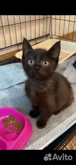 Мальчик 2 мес