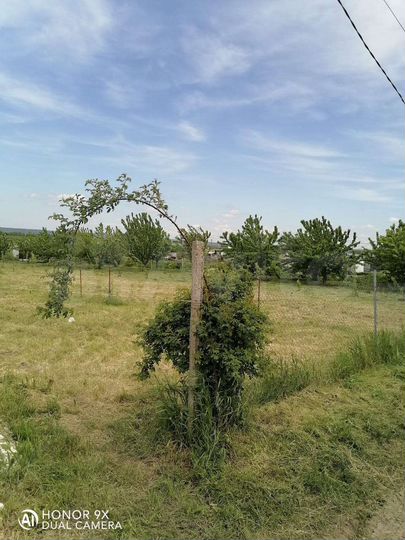 Участок 18 сот. (СНТ, ДНП)