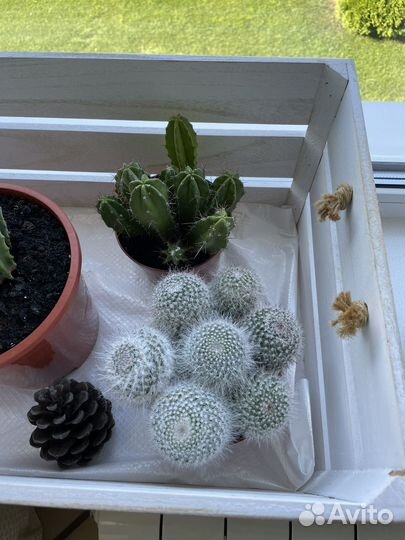 Большой кактус