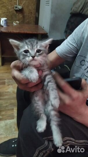 Котята в добрые руки бесплатно